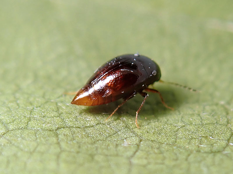 Scaphidiidae?? S, Scaphisoma o Caryoscapha sp.